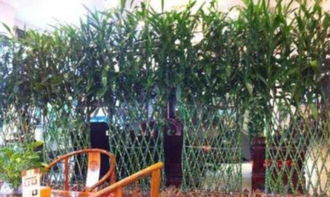 綠植租擺,花卉租賃,園林綠化,庭院設(shè)計(jì)開業(yè)花籃