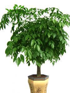 成都會(huì)場(chǎng)植物租賃,成都花卉租賃公司,成都植物租賃公司,成都會(huì)場(chǎng)植物租賃,成都花卉租賃公司,成都植物租賃公司生產(chǎn)廠家,成都會(huì)場(chǎng)植物租賃,成都花卉租賃公司,成都植物租賃公司價(jià)格